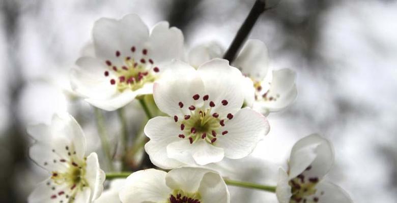 梨花的花语与传说(淡雅的美丽)