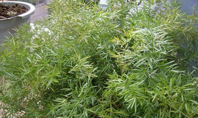 天门冬是什么植物?它有哪些独特属性和用途?