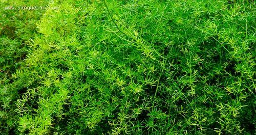 天门冬是什么植物?它有哪些独特属性和用途?_花植网
