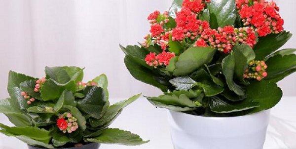 坚持的花开放的人生（以表示坚持的花花语是坚持的花有哪些）