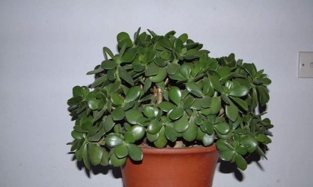 玉树室内种植可行吗?如何正确养护?