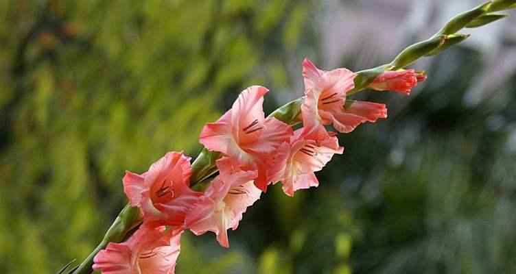 剑兰花(剑兰花的美丽与内涵) 剑兰花(剑兰花的美丽与内涵)