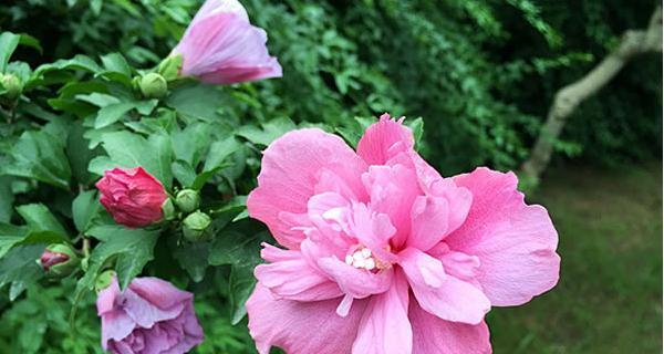 木槿花的花语与象征意义（探寻木槿花的深层内涵与美丽）