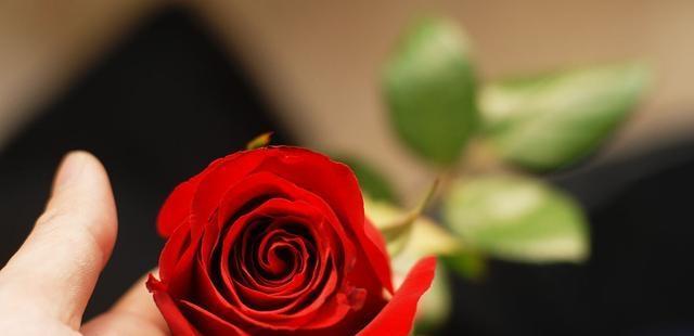 红玫瑰的花语与爱情的诠释（红玫瑰的花语含义及其对爱情的象征意义）