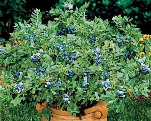 蓝莓是否属于喜水植物？种植蓝莓需要多少水分？