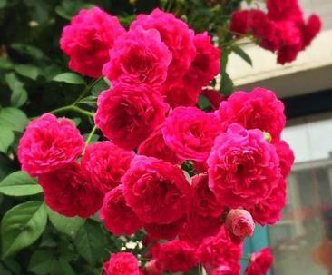 红木香四季开花吗？了解红木香的开花周期和养护技巧