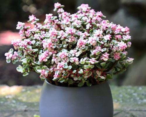 以雅乐之舞（解读雅乐之舞的花语）