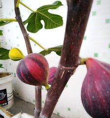 日本紫果几年结果实？如何正确种植和养护？