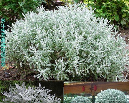 银叶菊是多年生植物吗？如何正确养护银叶菊？