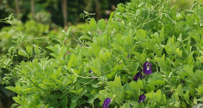 蝶豆花是多年生植物吗？种植与养护要点是什么？