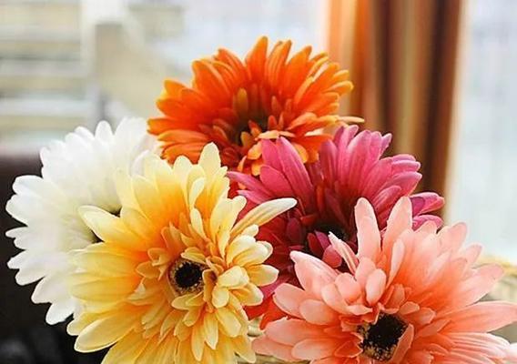 非洲菊寓意与生活的启示（开放）