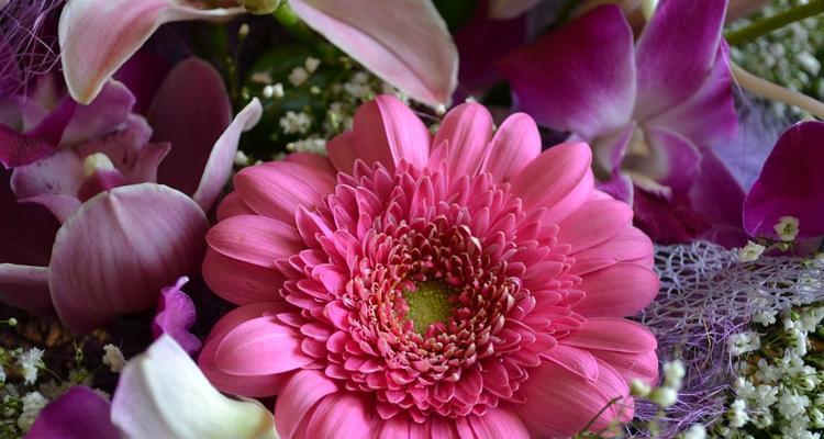 非洲菊寓意与生活的启示（开放）