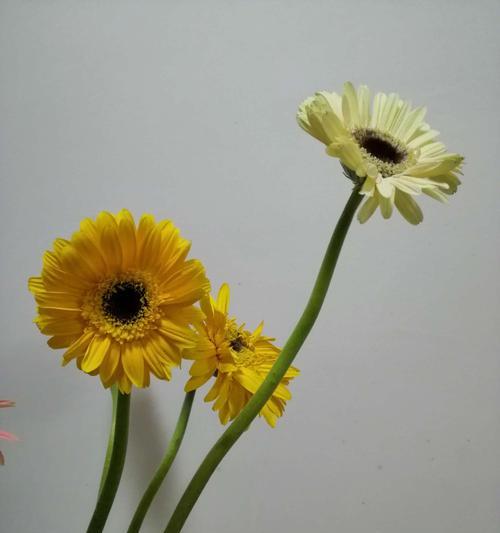 非洲菊寓意与生活的启示（开放）