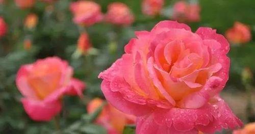 月季花花语之浪漫与美丽（探索月季花的花语及其象征意义）