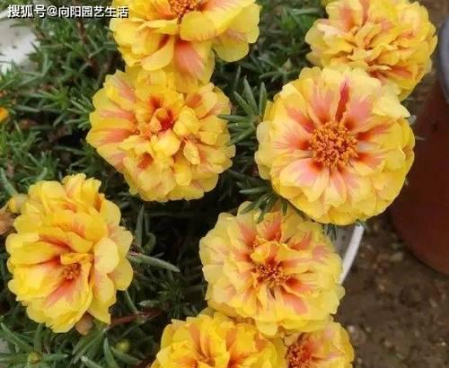 太阳花不开花是什么原因？如何解决？