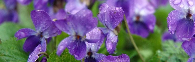 紫罗兰花语的美丽寓意（用紫罗兰传递心灵的祝福）