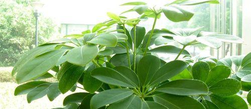 七叶莲适合家里养吗？能放室内养吗？