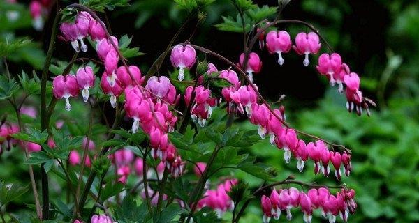 牡丹适合什么地方种植？如何选择最佳种植地点？