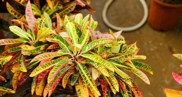 变叶木有毒吗？室内养护需要注意什么？