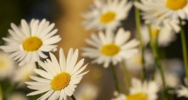 洋甘菊的浪漫花语——破碎的梦与温柔的祝福（探寻洋甘菊的花语）