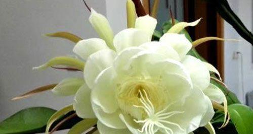 昙花之寓意与象征风水的奥秘（唤醒心灵的无常之美——昙花的神奇故事）