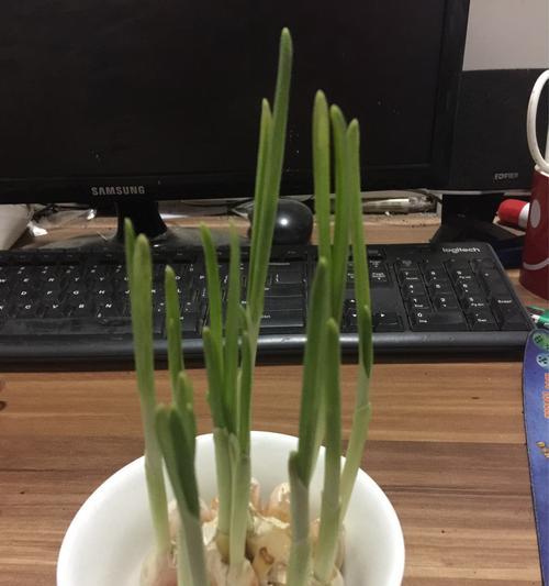 水培大蒜如何养护才能生长旺盛？