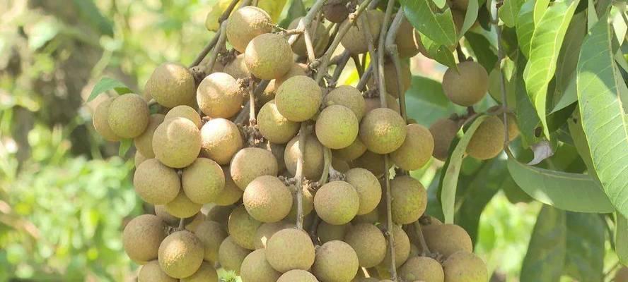 龙眼什么时候成熟上市?如何挑选新鲜龙眼? 龙眼什么时候成熟上市?如何挑选新鲜龙眼?