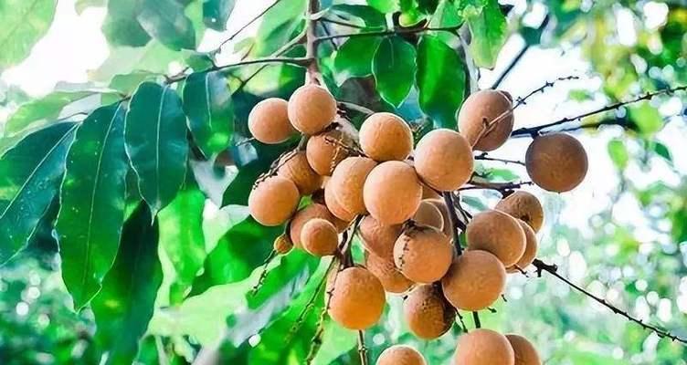 龙眼什么时候成熟上市?如何挑选新鲜龙眼? 龙眼什么时候成熟上市?如何挑选新鲜龙眼?