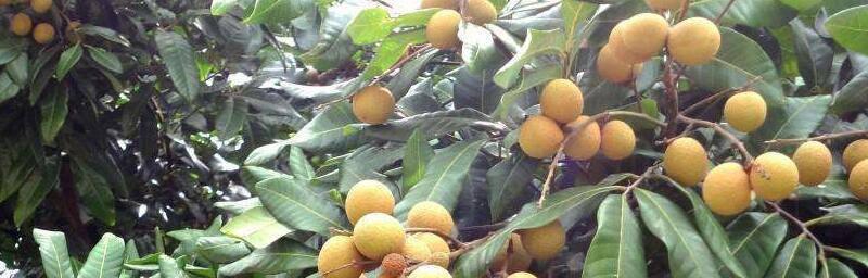 龙眼什么时候成熟上市？如何挑选新鲜龙眼？