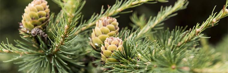 松树属于被子植物吗？松树分类的常见问题解答