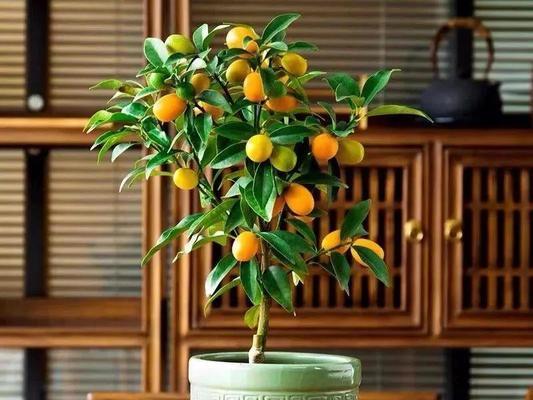 家里养银杏树风水好吗？银杏树对家居风水有何影响？