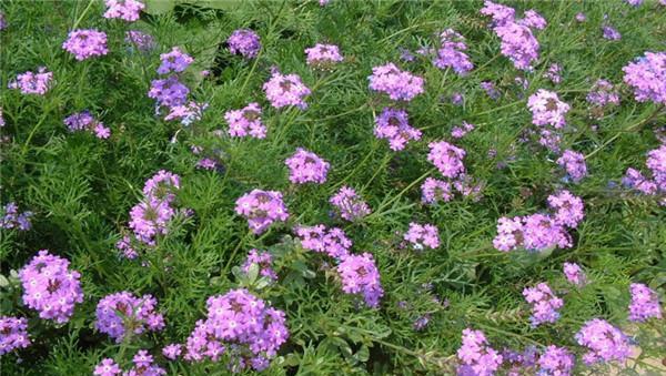 美女樱的花语和寓意（探索开花的秘密与象征）