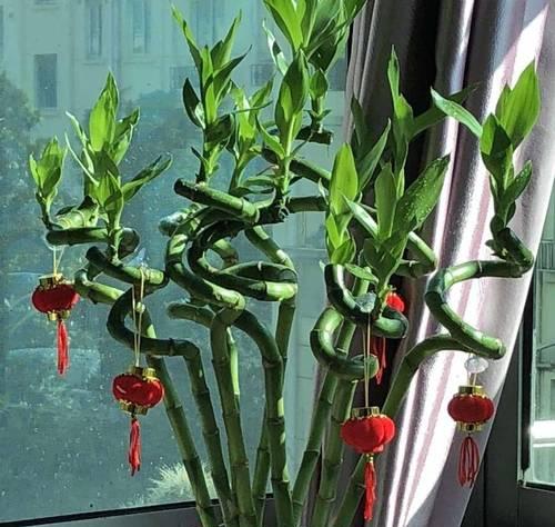 淘米水浇富贵竹有什么好处?使用方法是什么?