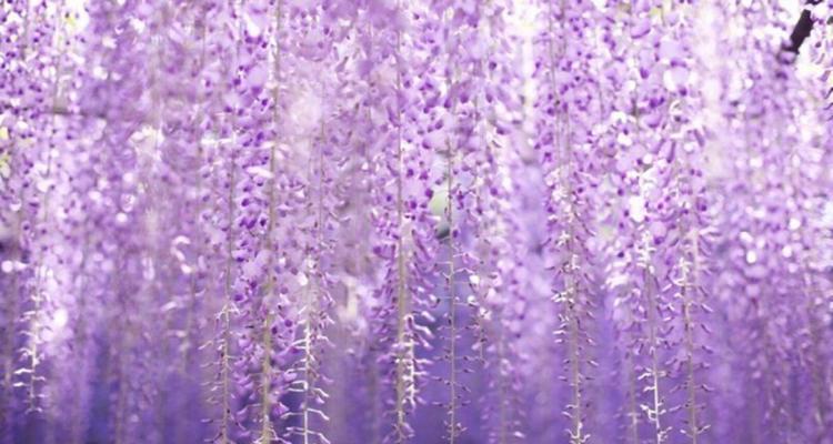 紫藤萝花语与意义（探寻紫藤萝花的象征与内涵）