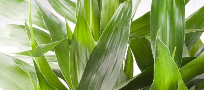 竹子的象征意义——从坚韧、静默到自由和包容（竹子）