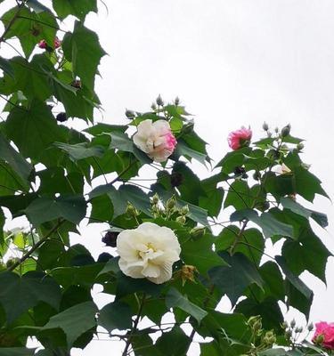 以木芙蓉花语木芙蓉传说为主题的文章（木芙蓉的魅力与传说）