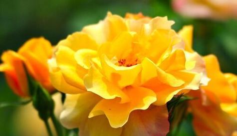 花的自由（自由之花）