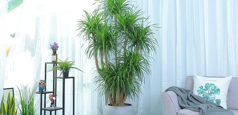 龙须树长得太高怎么修剪？修剪后如何维护？