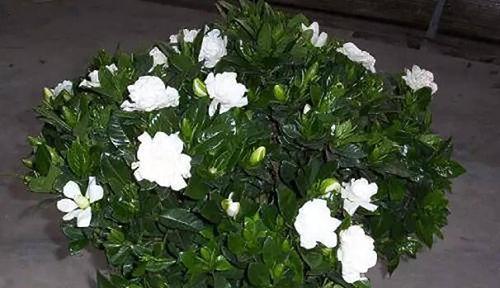 水培栀子花怎么养才能更旺盛？有哪些技巧和注意事项？