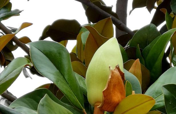 广玉兰花的寓意与象征(探究广玉兰花的神秘魅力及文化意义)