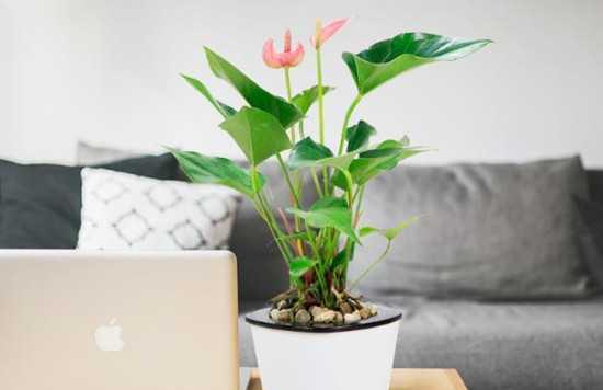 探讨以粉掌的风水寓意及摆放位置（揭秘粉掌的力量）