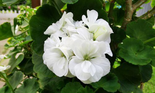 友情的花语（用花语诠释友情）