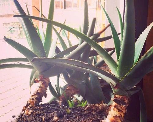 芦荟养成老桩造型的秘诀是什么？需要多长时间才能成型？