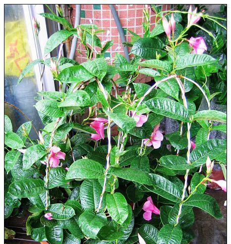 飘香藤有毒吗？室内养护需要注意什么？