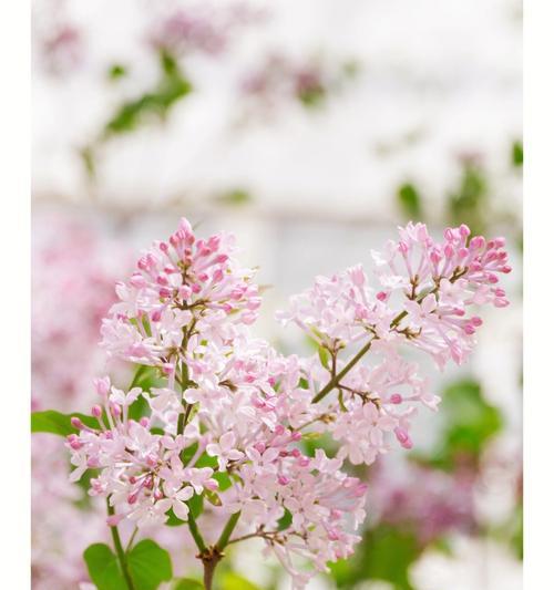 丁香花语——芬芳的爱与祝福（花开富贵）