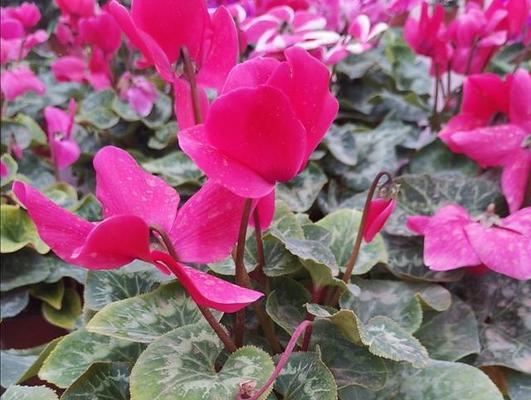 以仙客来花语，寄托情感之美（用花语传递内心真挚情感）
