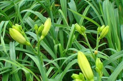 黄花菜又叫什么菜？它还有哪些别名？