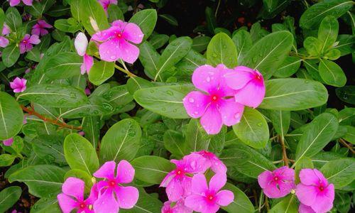 长春花是多年生植物吗？如何正确养护长春花？