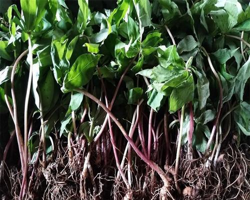 天麻种子种植方法是什么？种植过程中需要注意哪些问题？