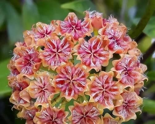 球兰怕冷还是怕热？如何正确养护球兰？